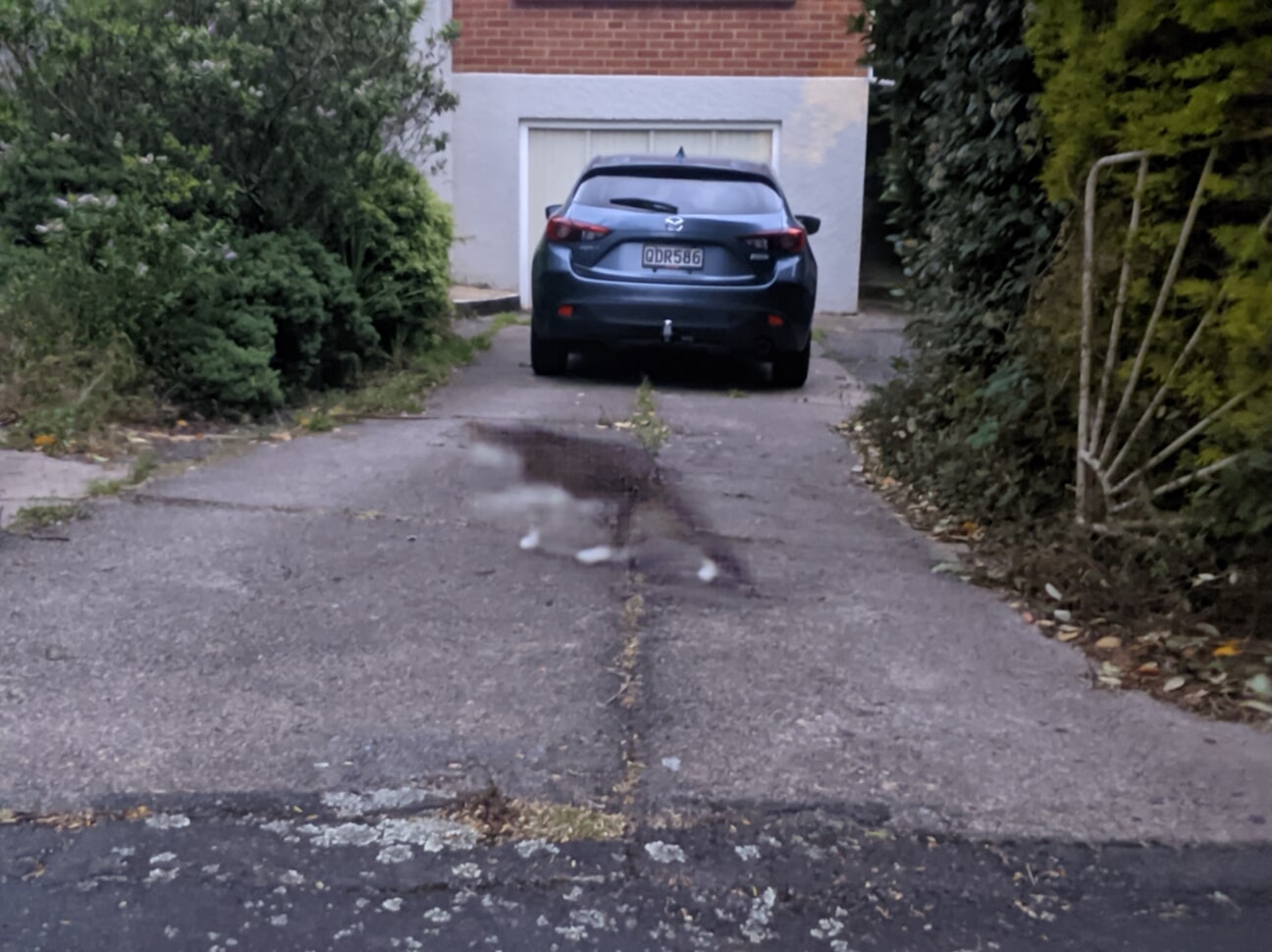 Blur of a cat running in front of the camera.