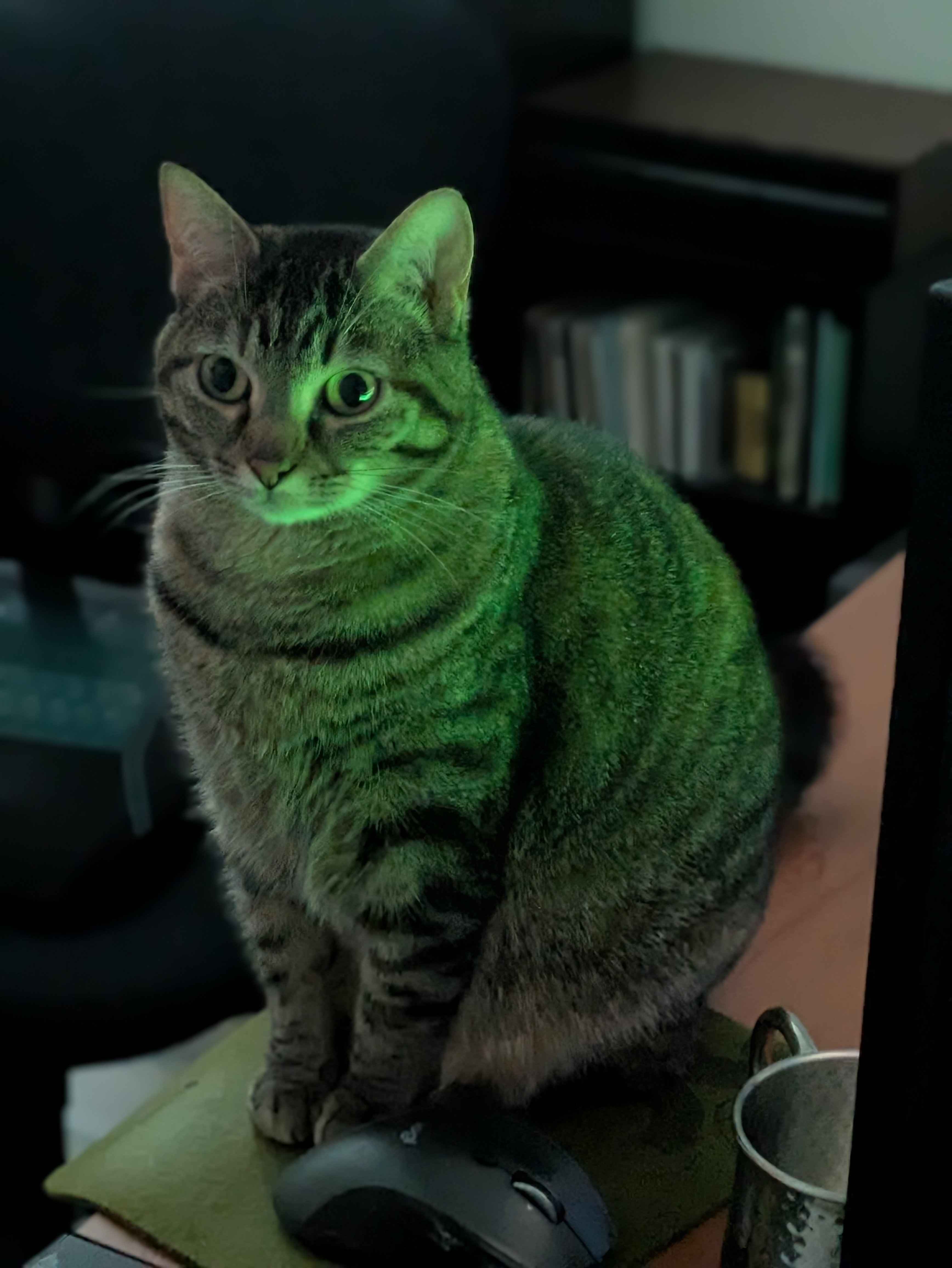 Green cat looking bewildered.